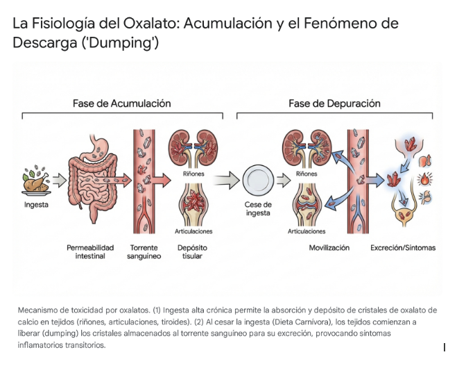 Fisiología del oxalato